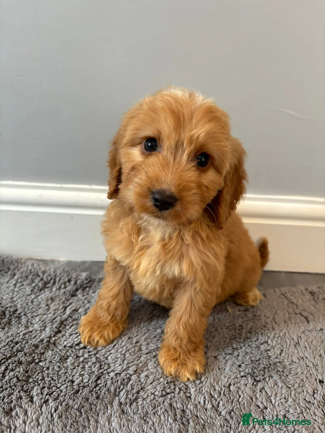 Cockapoo dogs for sale: Cockapoo puppies ready now  - Advert 13