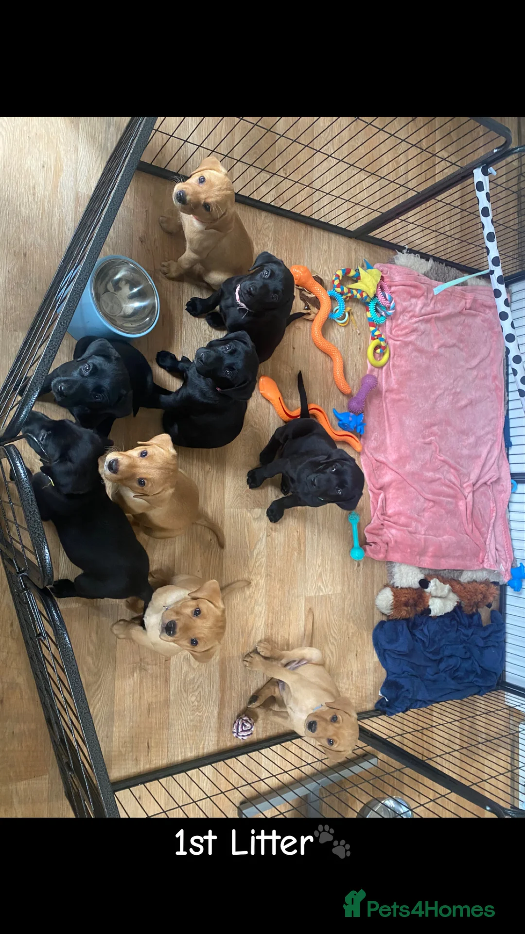 Labrador Retriever dogs for stud: 🌟 Kennel Club Registered Proven Labrador Stud 🌟 in Dundee - Advert 14