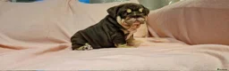 English Bulldog dogs for sale: Quality puppies available  in Bradford - Advert 3