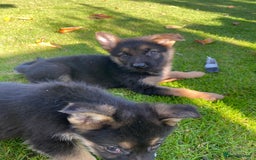 German Shepherd dogs for sale: Chunky Farm bred GSD pups ready now. - Image 21