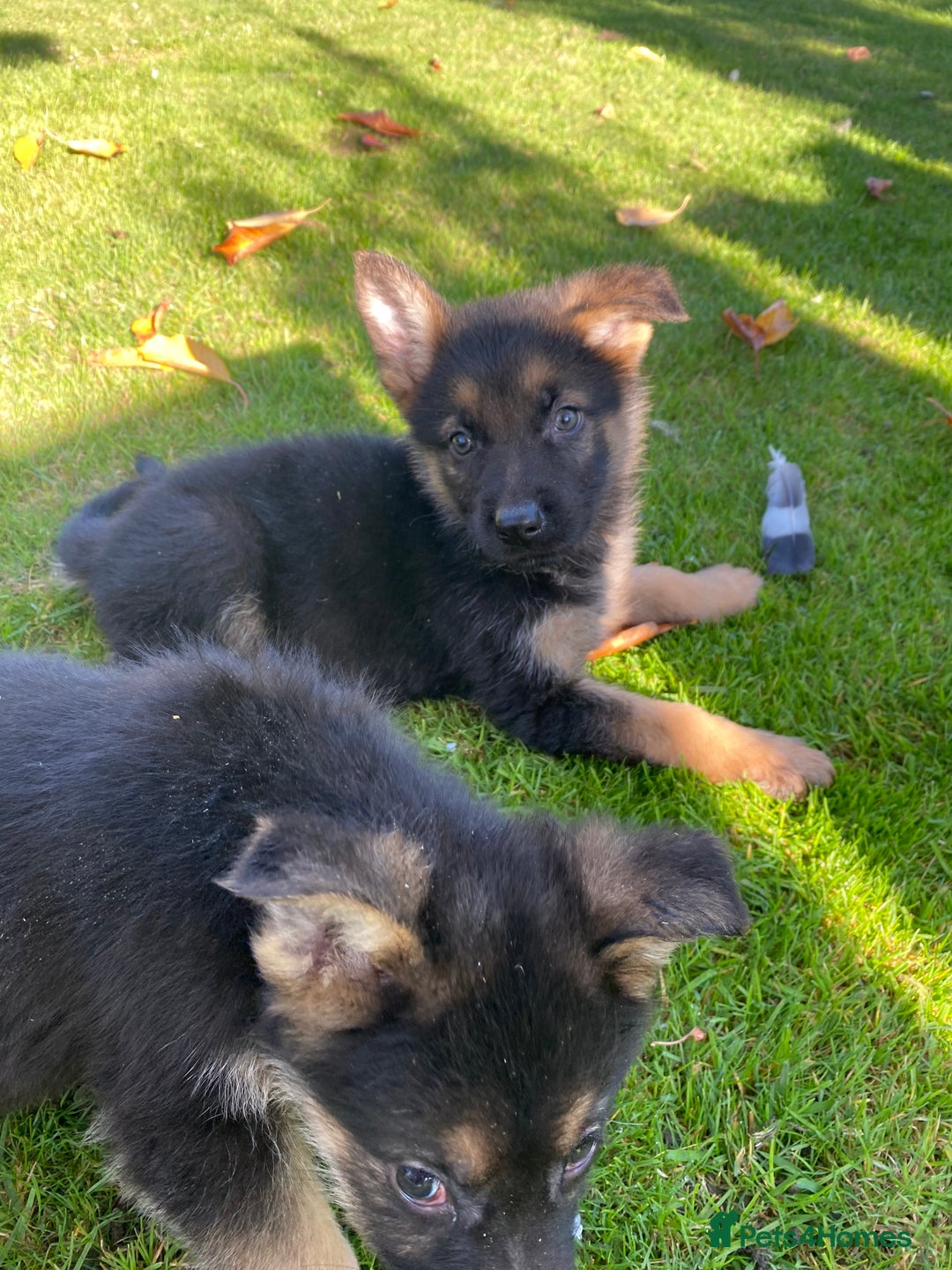 German Shepherd dogs for sale: Chunky Farm bred GSD pups ready now. - Image 21