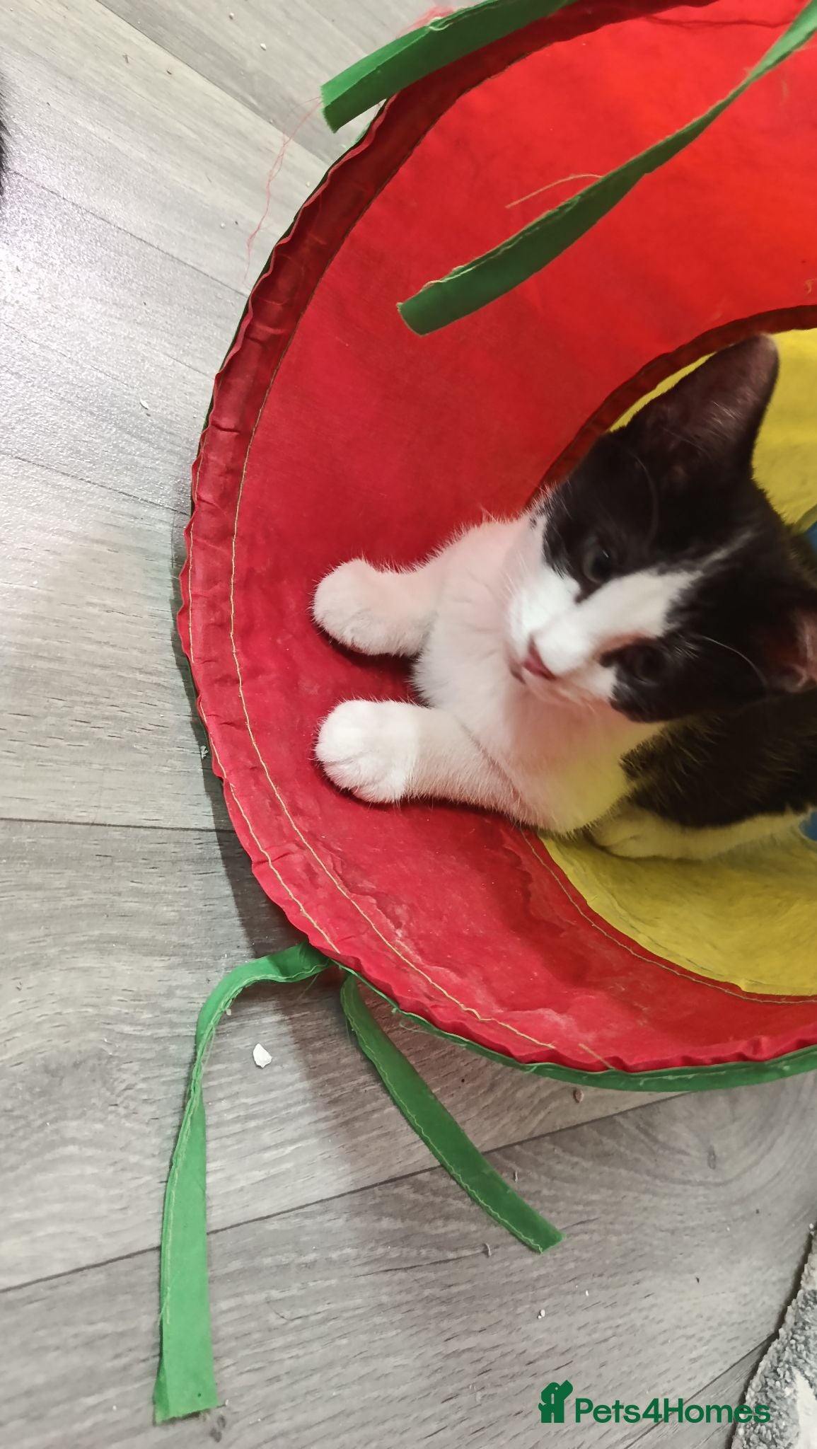 British Shorthair cats 4 beautiful male kittens needing good homes - Advert 10