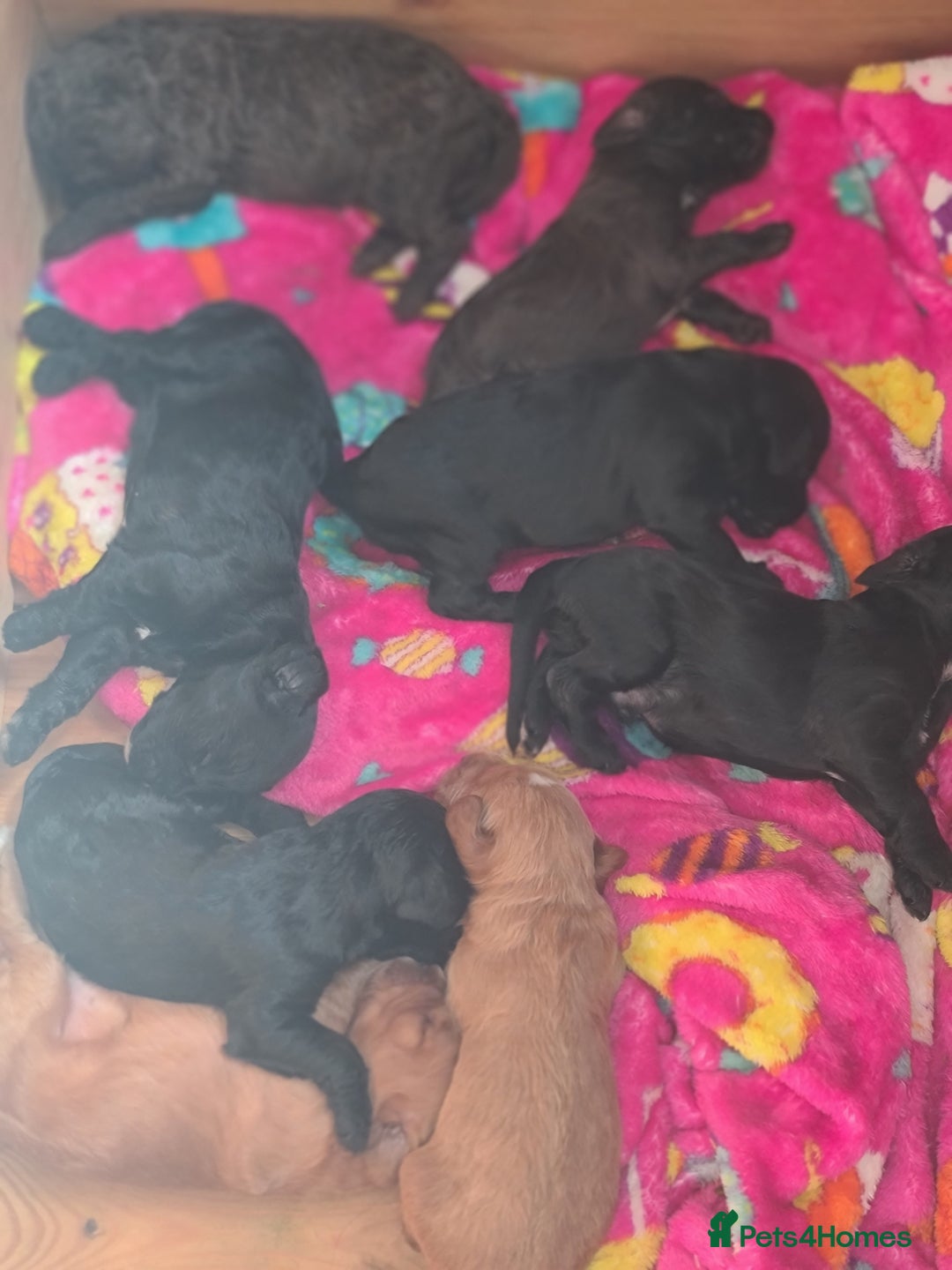 Cockapoo dogs for sale: F3 cockapoos - Image 5