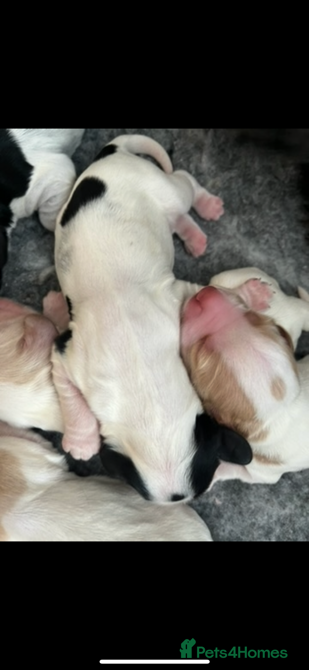 Cocker Spaniel dogs for sale: SHOW COCKER PUPS  - Image 3