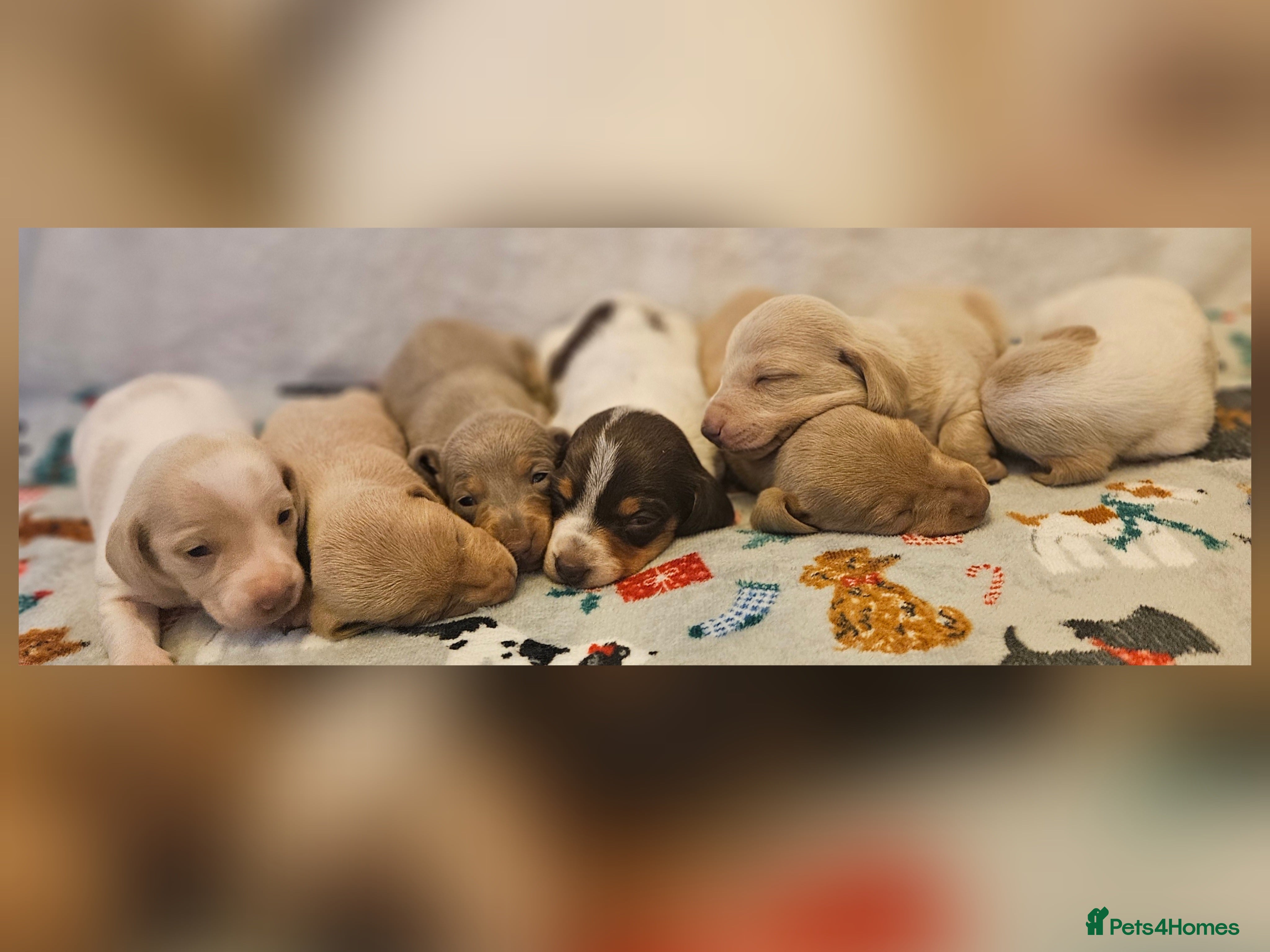 Miniature Dachshund dogs Beautiful kc miniature Dachshund puppies  - Advert 4