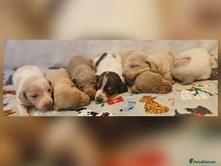 Miniature Dachshund dogs Beautiful kc miniature Dachshund puppies - Advert 10