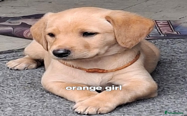 Labrador Retriever dogs - Advert 9
