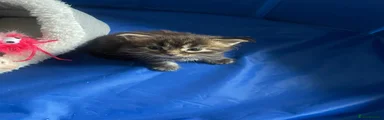 Maine Coon 4