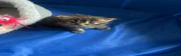 Maine Coon cats for sale: Main coon kittens for sale  - Advert 8