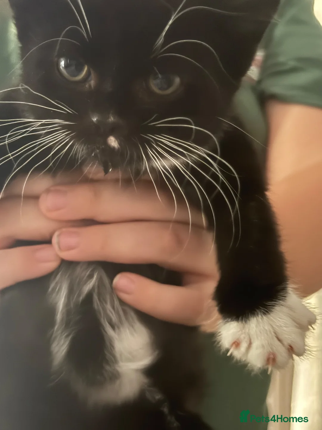 Mixed Breed cats for sale: Adorable kitten  - Advert 2