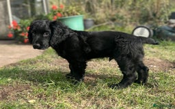 Cocker Spaniel dogs for sale: Male working cocker spaniel puppy kc reg - Image 28