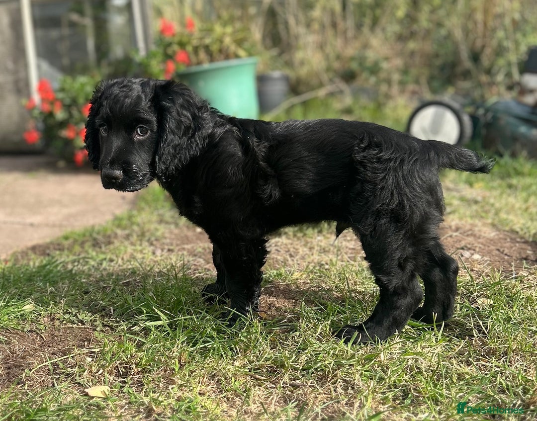 Cocker Spaniel dogs for sale: Male working cocker spaniel puppy kc reg - Image 28