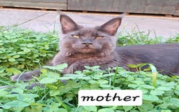 Maine Coon cats for sale: Maine Coon Kitten - Girl remaining in Chichester - Image 7