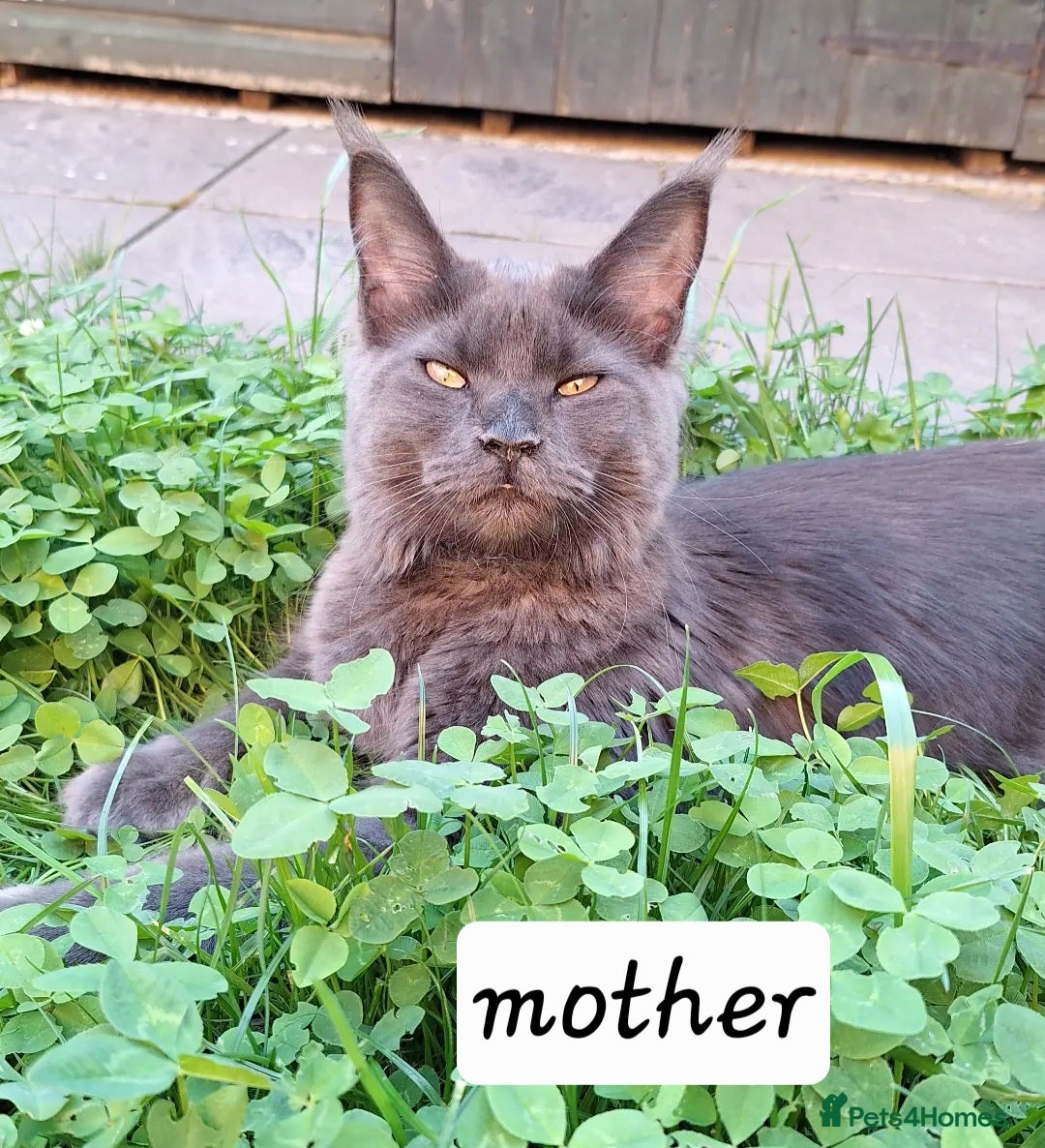 Maine Coon cats for sale: Maine Coon Kitten - Girl remaining in Chichester - Image 7