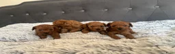 Toy Poodle dogs for sale: Ready to leave now  - Advert 15