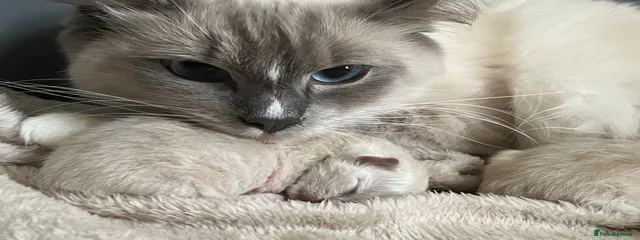 Leyla