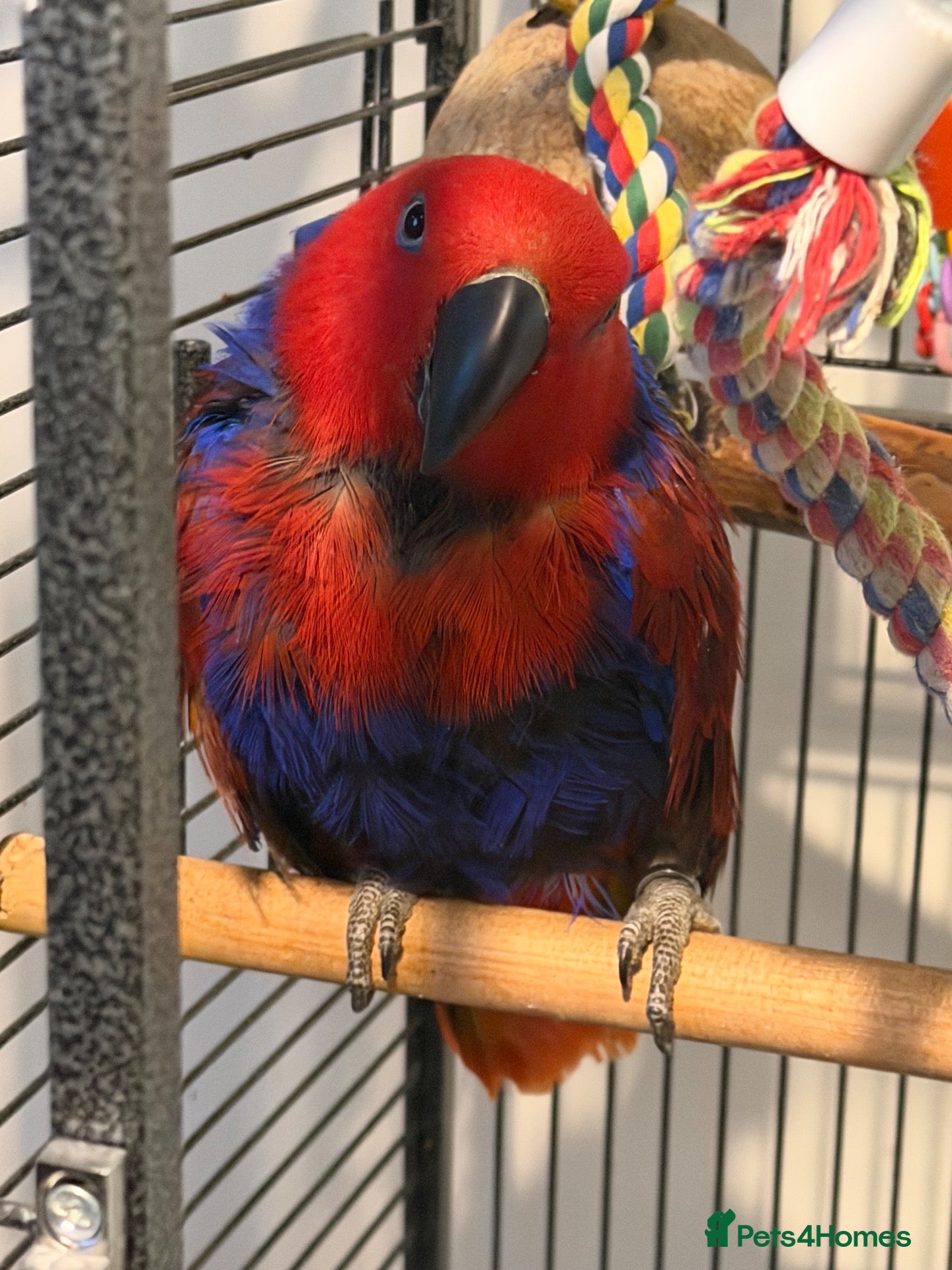 Parrots birds for sale: Beautiful 8-year-old female Eclectus parrot  - Advert 1