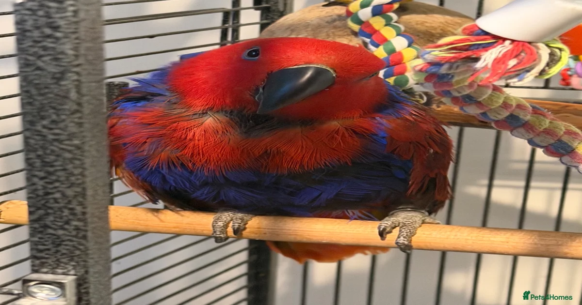 Beautiful 8-year-old female Eclectus parrot for sale in Bradford ...