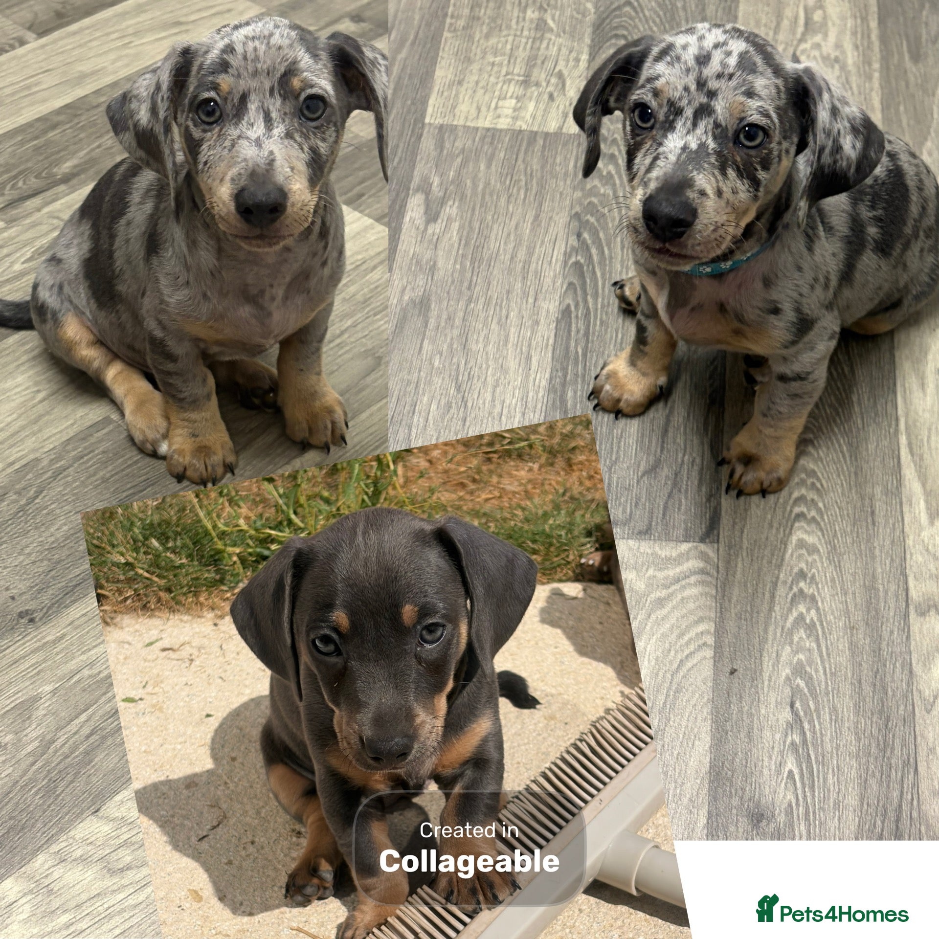 Jackshund dogs for sale: Ready for there forever homes  - Advert 1