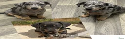 Jackshund dogs for sale: Ready for there forever homes  - Advert 1