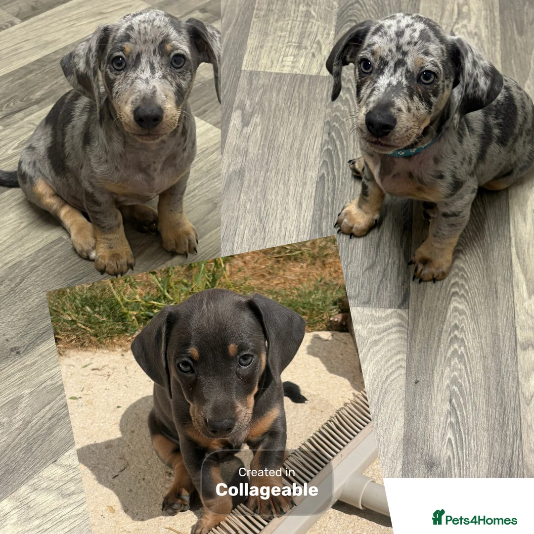 Jackshund dogs for sale: Ready for there forever homes  - Advert 1