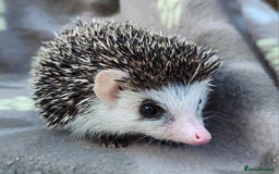 Pygmy Hedgehog rodents for sale: African Pygmy Hedgehog Hoglets  - Image 7
