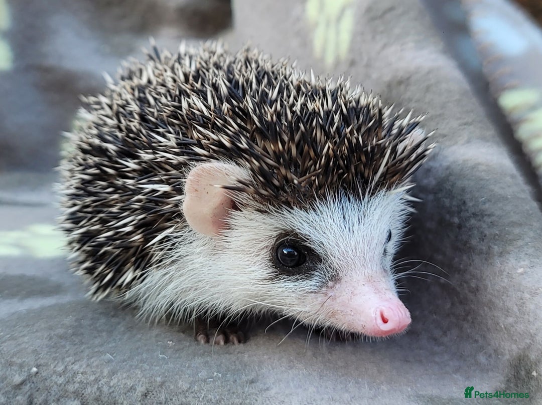 Pygmy Hedgehog rodents for sale: African Pygmy Hedgehog Hoglets  - Image 7