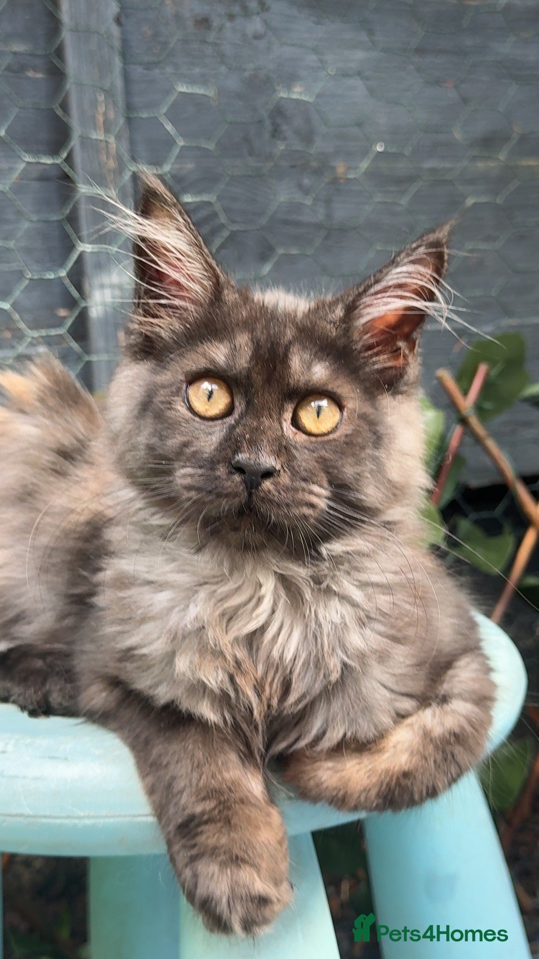 Maine Coon cats Friendly XL registered Russian Mainecoon kittens - Advert 18