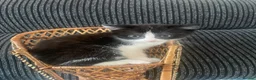 Mixed Breed cats for sale: One male one female available first week in July  - Advert 3