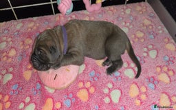 Cane Corso dogs for sale: 8 beautiful cane corsos  - Image 19