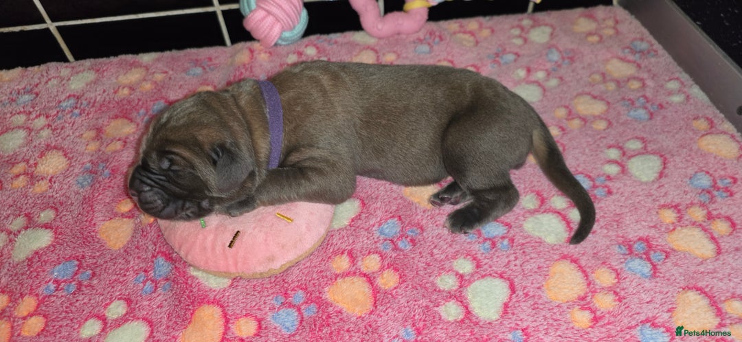 Cane Corso dogs for sale: 8 beautiful cane corsos  - Image 19