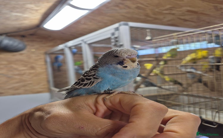 Budgerigars birds - Advert 9