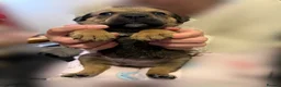 Mixed Breed dogs for sale: Rottweiler Cross Puppies.  - Advert 14