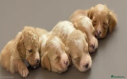 Cavapoo dogs for sale: Beautiful healthy cavapoo puppies - Image 9