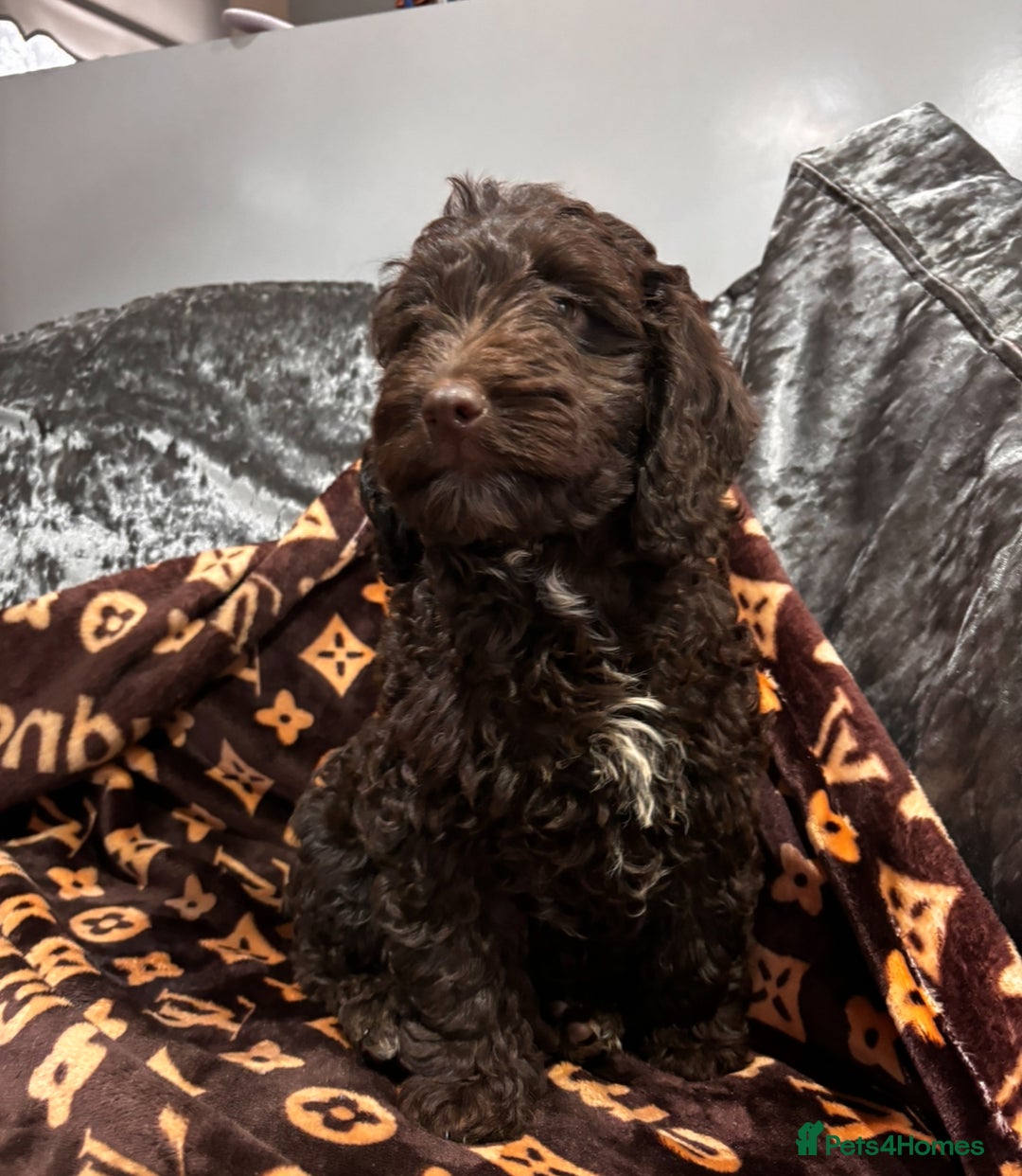 Cockapoo dogs for sale: Gorgeous litter of cockapoo puppies  - Advert 11