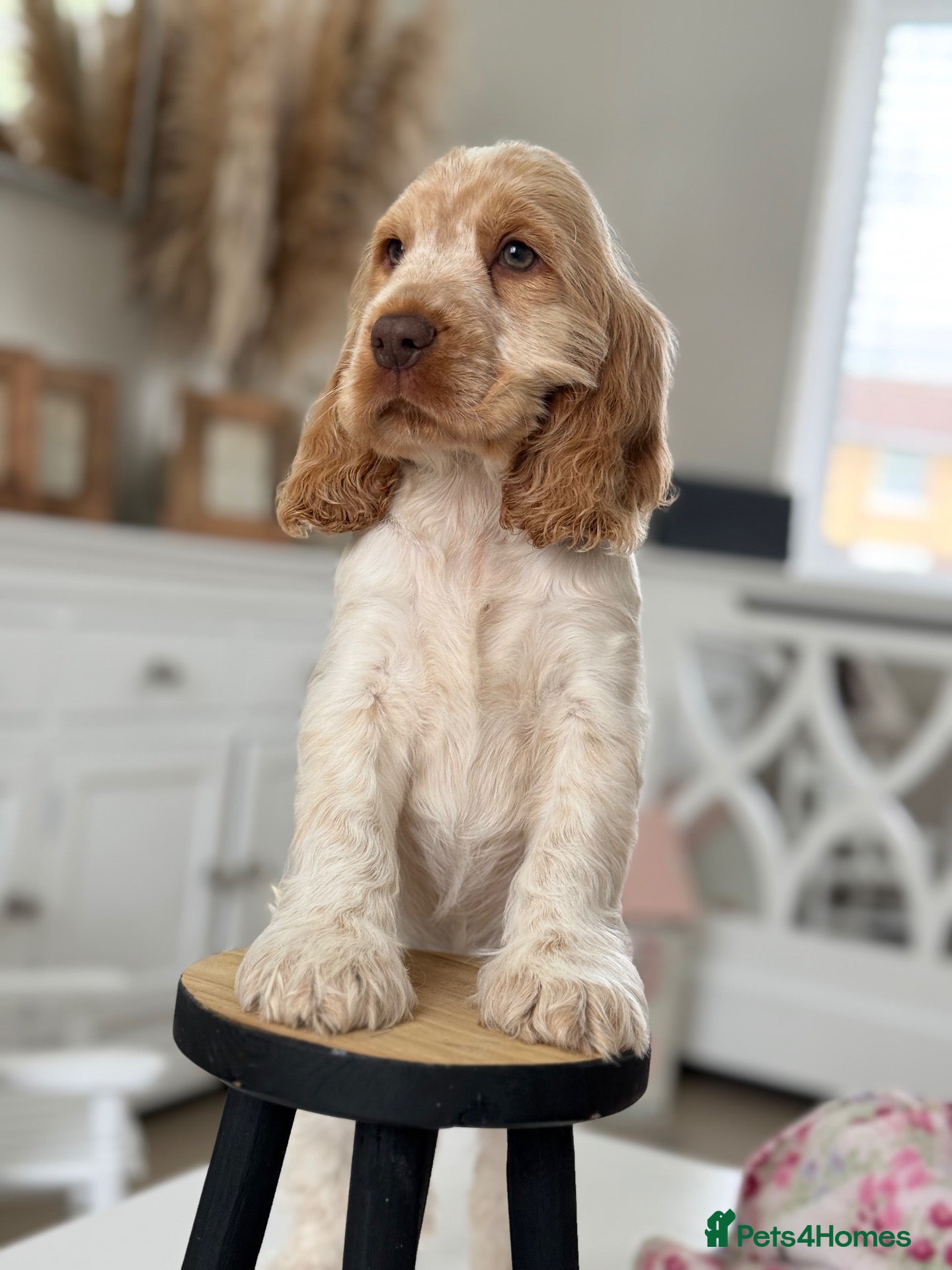Cocker Spaniel dogs Show type cocker spaniels  - Advert 2