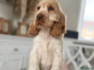 Cocker Spaniel dogs Show type cocker spaniels - Advert 2