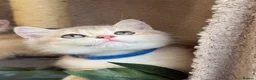 British Shorthair cats for sale: British sh blue golden adorable kittens GCCF  - Advert 2