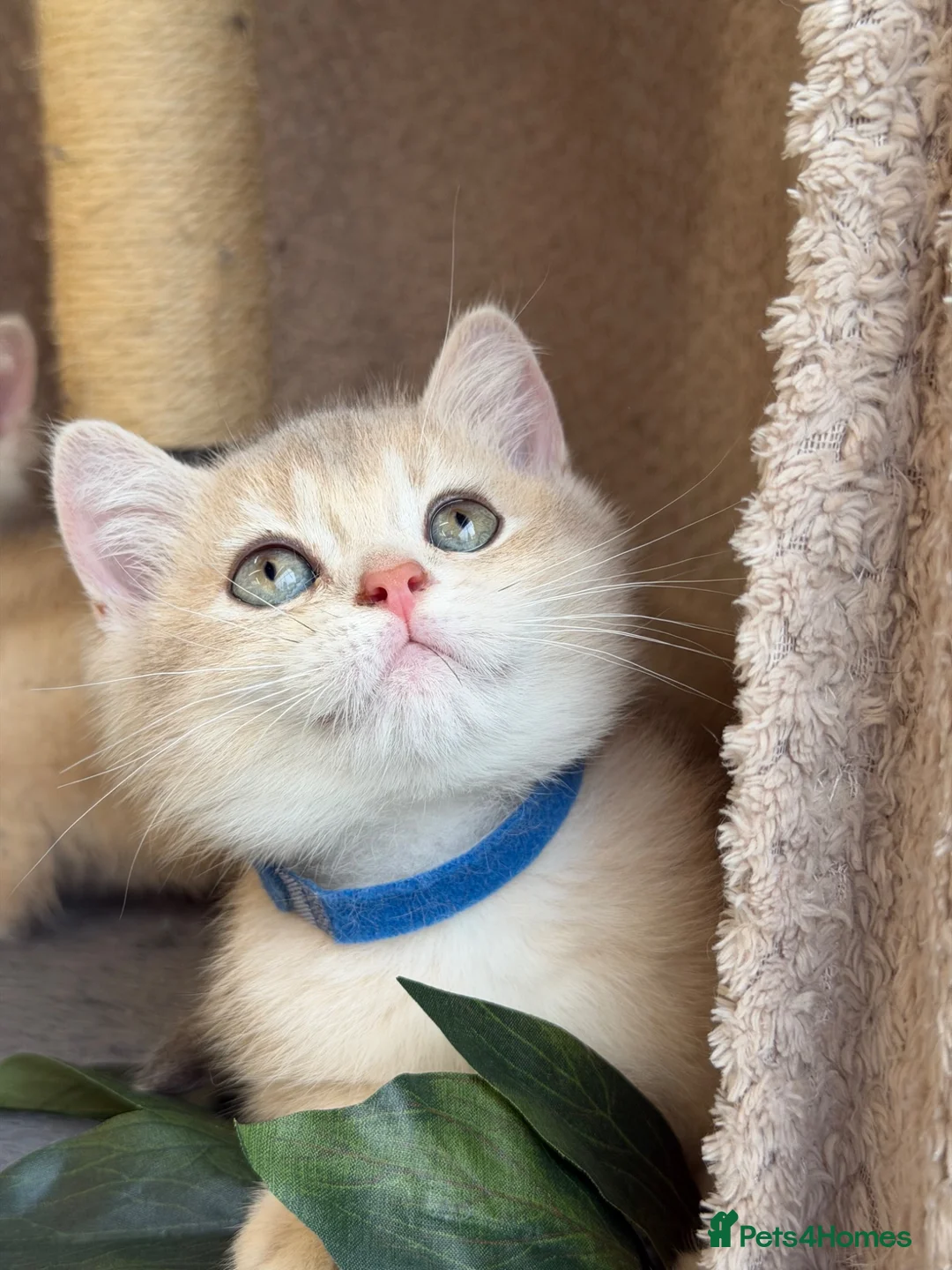 British Shorthair cats for sale: British sh blue golden adorable kittens GCCF  - Advert 2