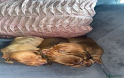 Miniature Dachshund dogs for sale: 3 gorgeous miniature daschunds - Image 18