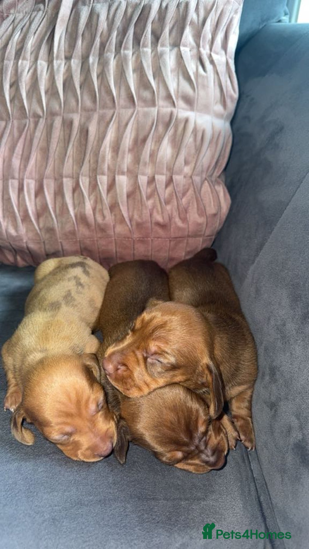 Miniature Dachshund dogs for sale: 3 gorgeous miniature daschunds - Image 18