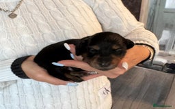 Miniature Dachshund dogs for sale: Miniature long-haired dachshunds - Image 7