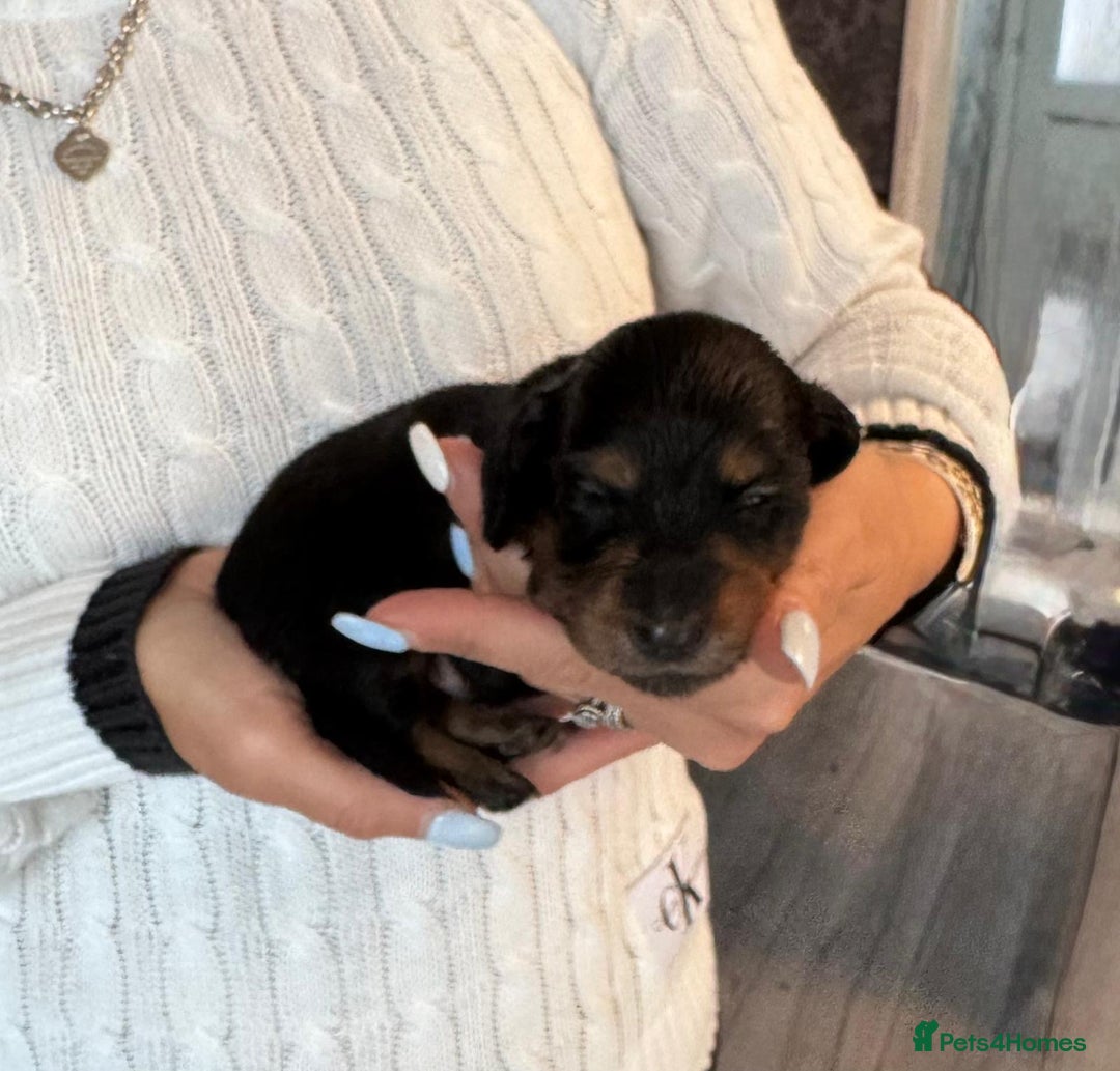 Miniature Dachshund dogs for sale: Miniature long-haired dachshunds - Image 7