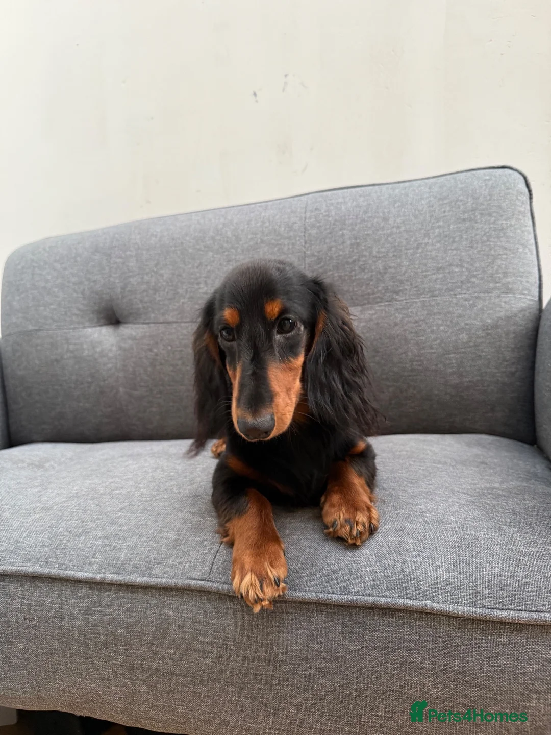 Miniature Dachshund dogs for sale: Long haired miniature dachshund🐾 in Llanelli - Advert 2