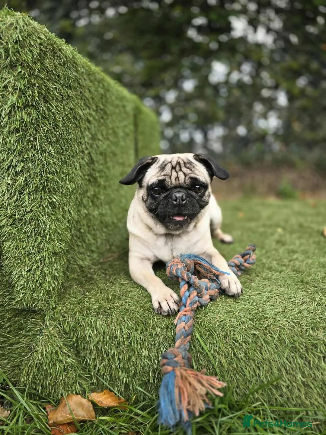 Pug dogs for sale: Pug for rehome - Advert 2