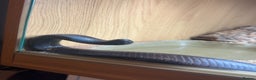 King Snake reptiles for sale: Mexican black king snake and full set up - Advert 2