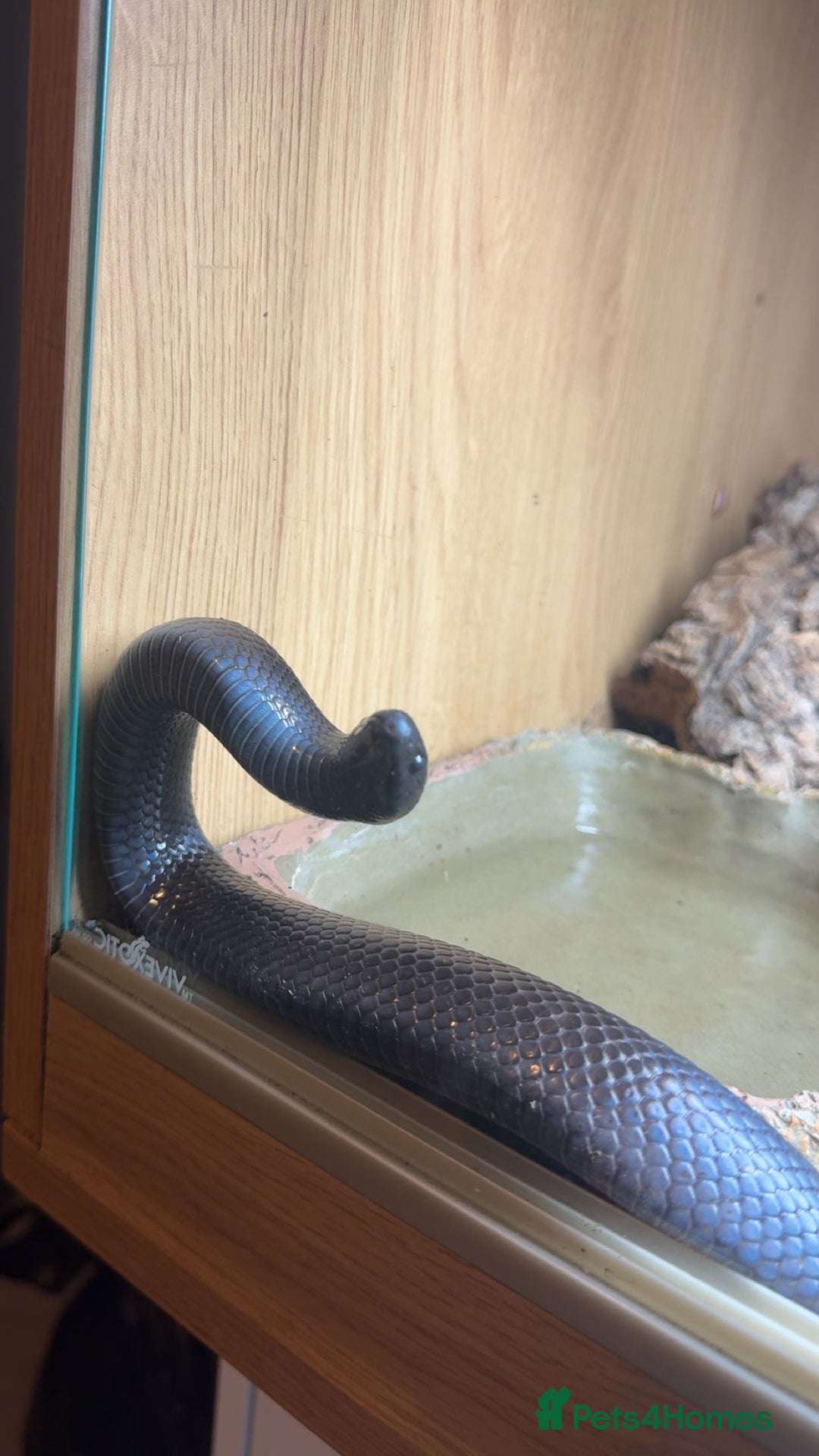 King Snake reptiles for sale: Mexican black king snake and full set up - Image 2