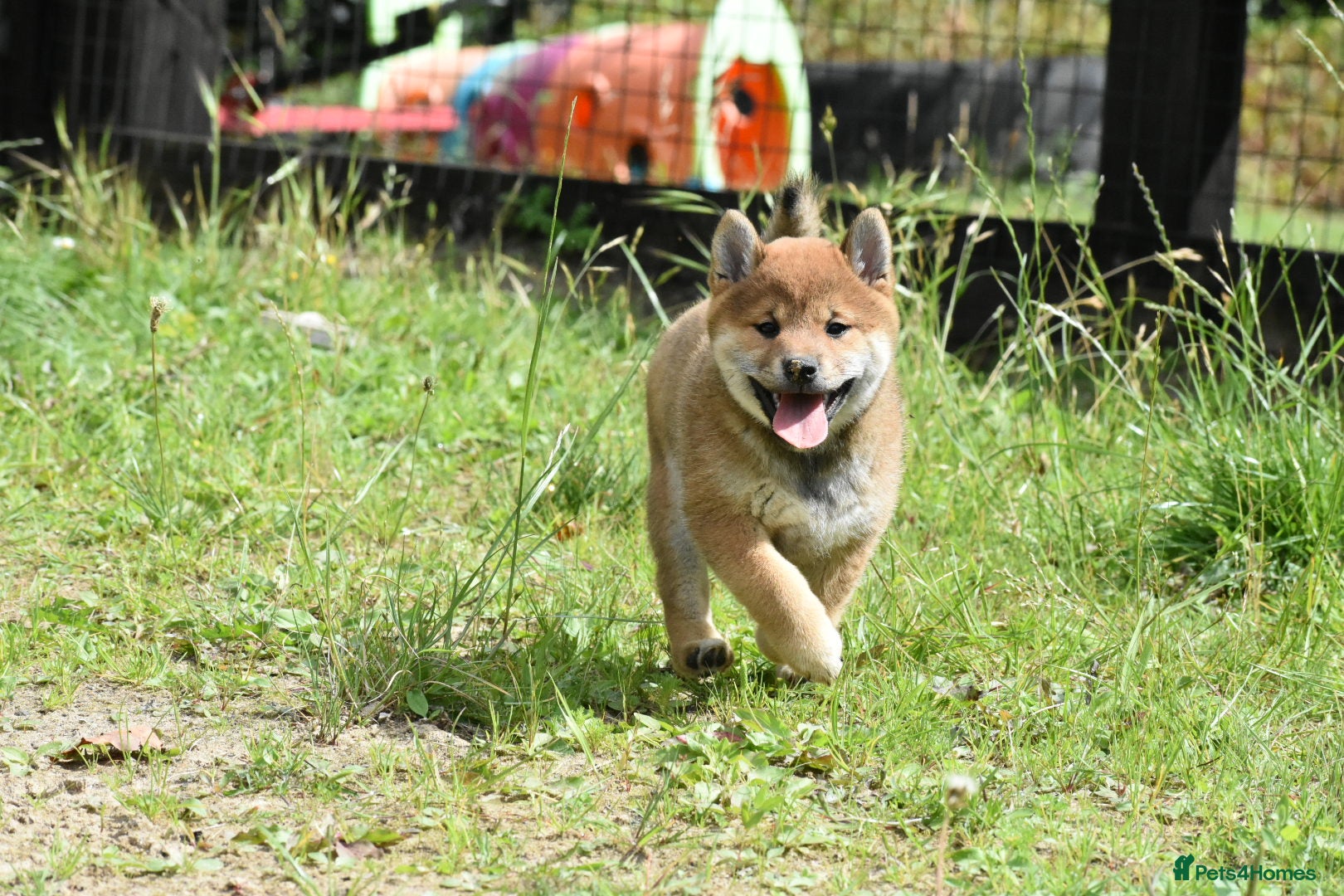 Japanese Shiba Inu dogs Exceptional Japanese Shiba Inu Puppies - Advert 2