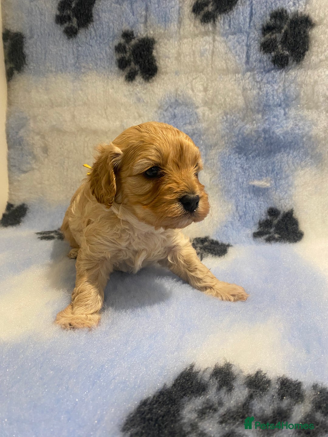 Cavapoo dogs for sale: 5 apricot cavapoo puppies - Advert 6