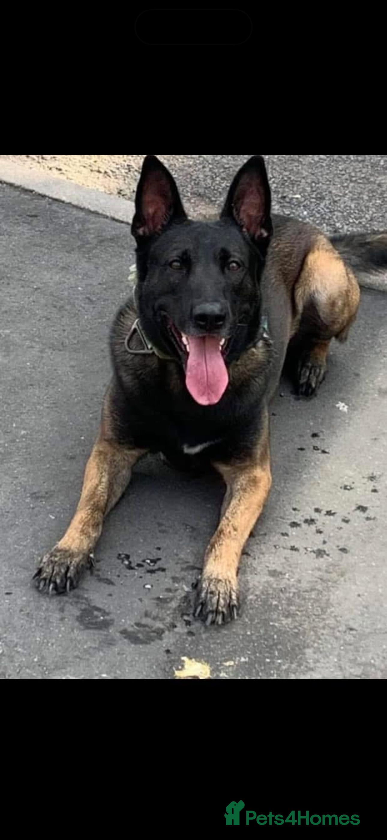 Belgian Shepherd Dog dogs ALL BLACK BELGIUM MALI - Advert 2
